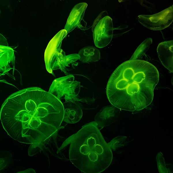 Underwater green jellyfish