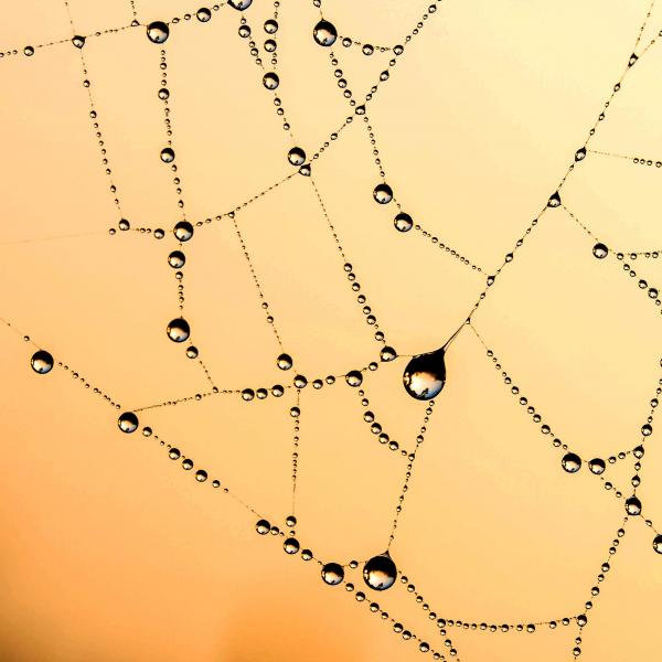 Spiders web